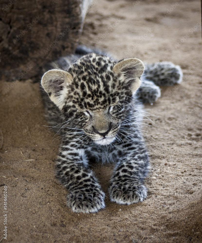 Obraz premium Leopard cub - cuteness 
