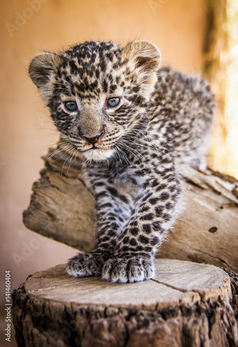 Leopard cub - cuteness 