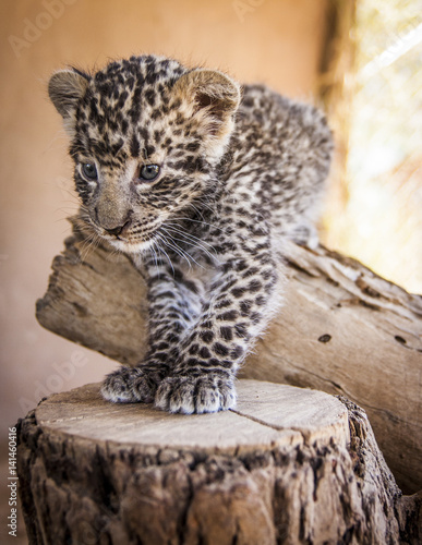 Leopard cub - cuteness 