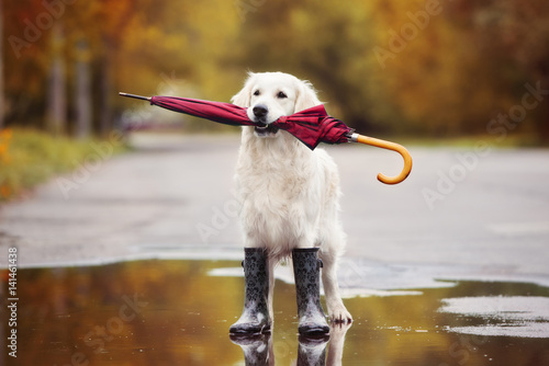 dog in rain boots holding an umbrella outdoors in autumn