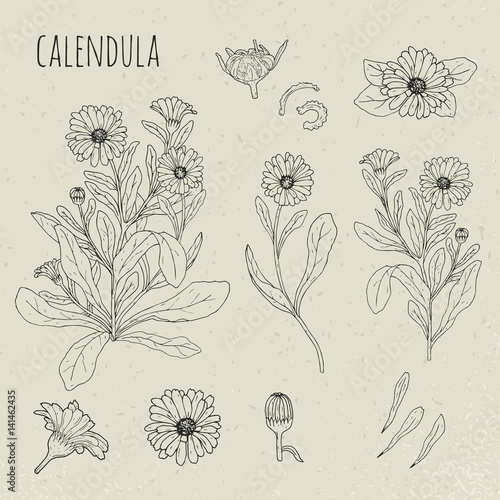 Calendula medical botanical isolated illustration. Plant, flowers, petals, leaves, seed hand drawn set. Vintage contour sketch.