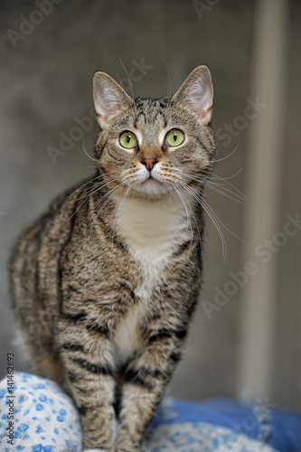 Gray tabby cat at home photo