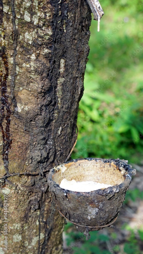 Raw latex rubber in the rubber trees garden. The large plantation area. Raw latex rubber in the rubber trees garden. The large plantation area.