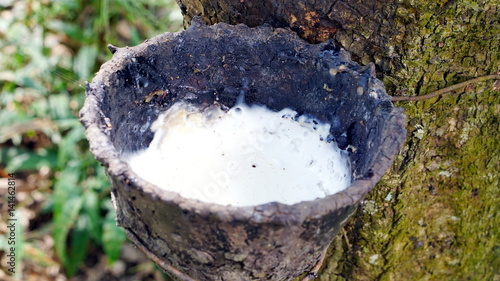 Raw latex rubber in the rubber trees garden. The large plantation area.