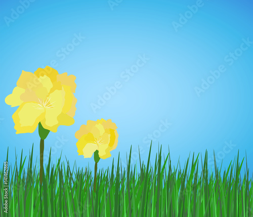 Spring yellow flowers peony on green grass