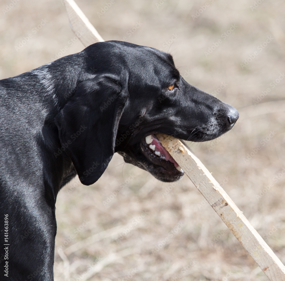 Dog playing with a stick on nature