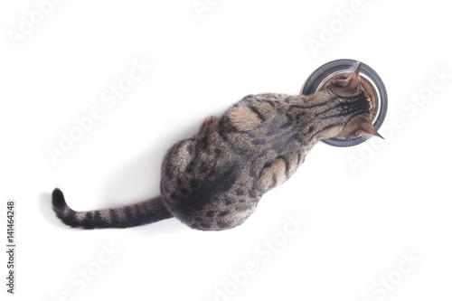 Cat eating food from a bowl. Top view. White background