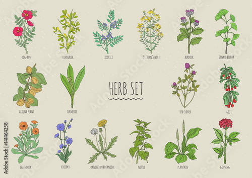 Set of herbs. Collection hand drawn medical, botanical and heali