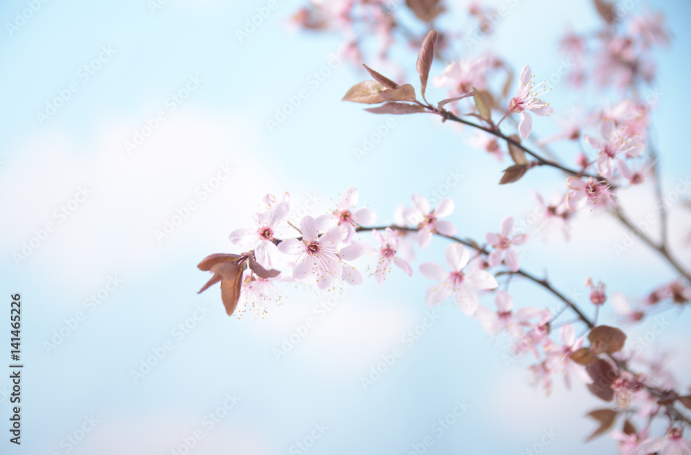 Branch with pink flowers against the blue sky and white clouds Spring flowering plants Kidney flowers blossom wild cherry