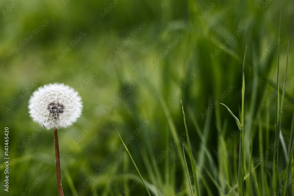 Pusteblume Pusteblume
