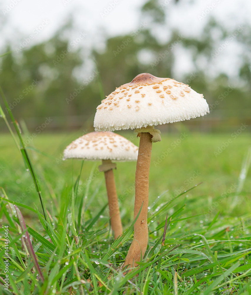 Two wild mushrooms in field Two wild mushrooms in field