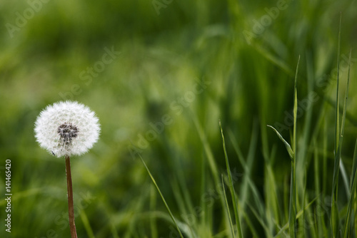 Pusteblume