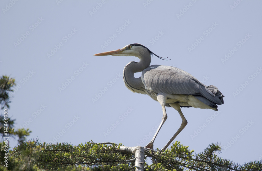 Obraz premium Grey heron