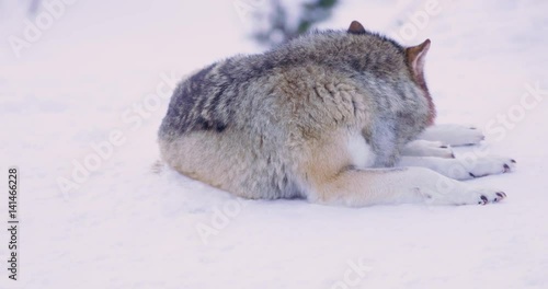 Two wolves, one cleaning himself and one sleeping