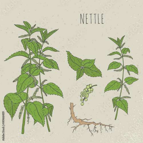 Nettle medical botanical isolated illustration