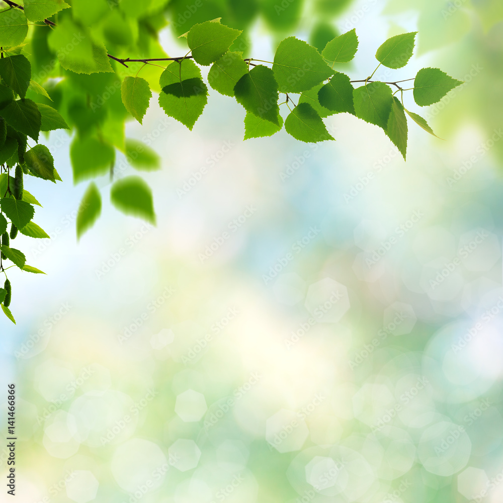 Summer garden, beauty seasonal backgrounds with beech tree and shiny bokeh Summer garden, beauty seasonal backgrounds with beech tree and shiny bokeh