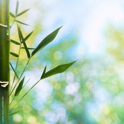 Oriental abstract backgrounds with bamboo grass and beauty summer bokeh