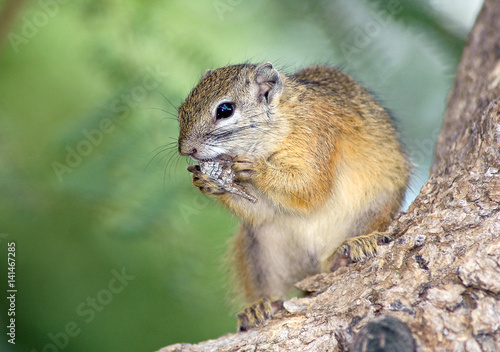 Tree squirrel