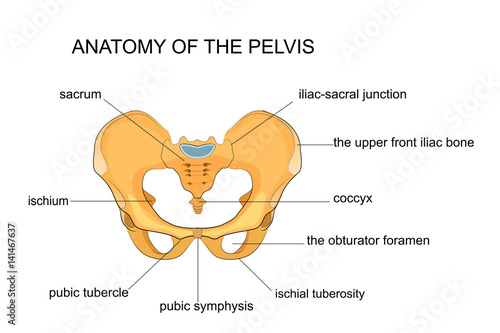 anatomy of the pelvis photo