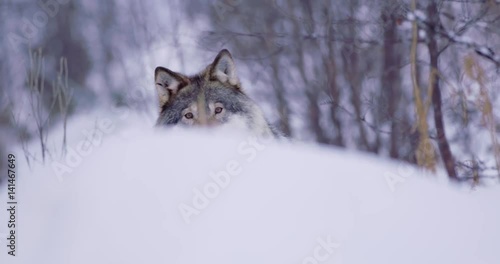 Lone wolf approacing in beautiful winter forest