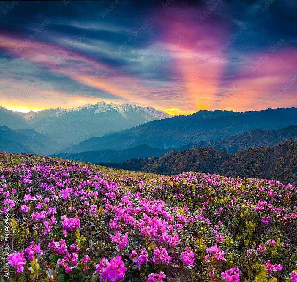Colorful summer landscape with blooming rhododendron flowers.