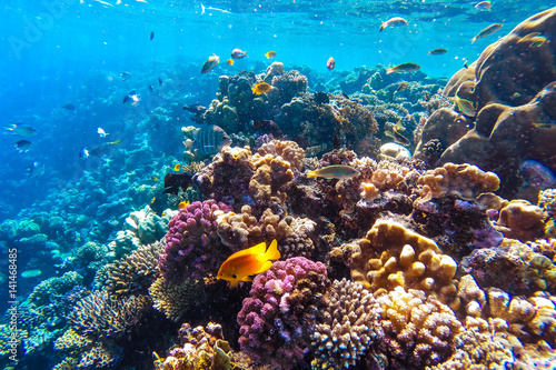 podwodne rafa koralowa morze czerwone