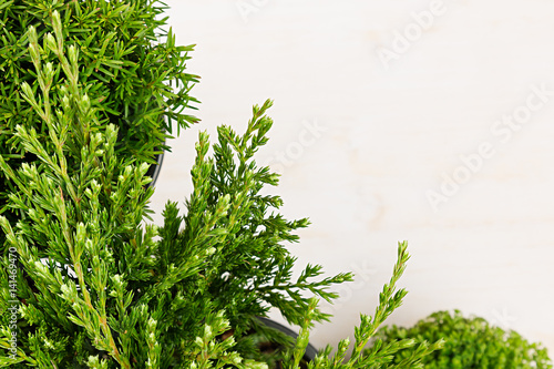 Murais de parede Eco border of green young conifer branches close up on beige wood board background