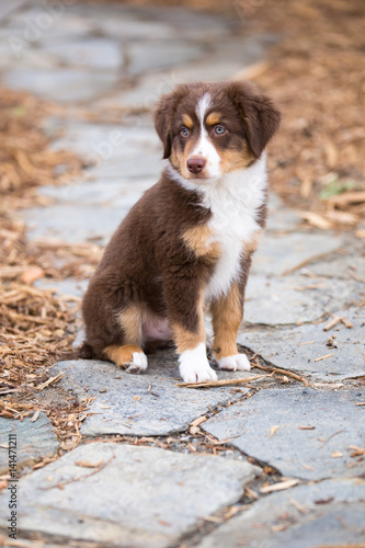 Mini Aussie