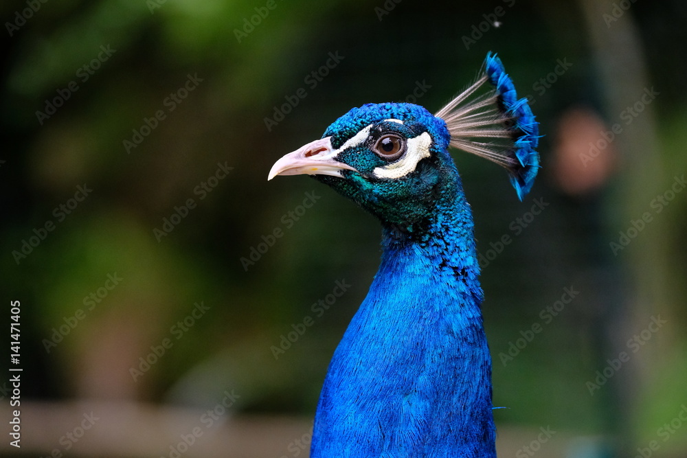 Obraz premium paon oiseau plume portrait tête bleu reflet bec animal faune
