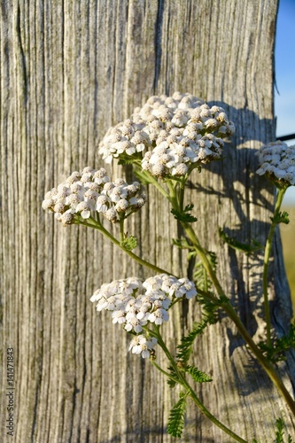 Schafgarbe - Achillea millefolium