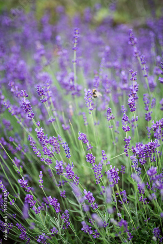Lavender growing in a field. Lavender is a beautiful aroma herbal flower. Close-up view lavenders © Yana
