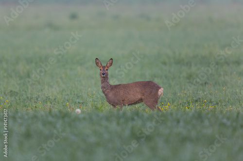 Portrait of one roe deer standing in meadow