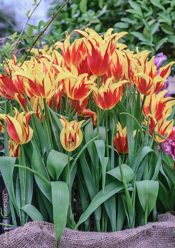 Lily-flowered tulip.  Tulipa Mona Lisa . Color red-yellow  striped.