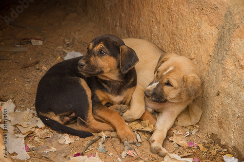 Canvas Print photo of two cute little feral puppies sitting in a dried up drain in India