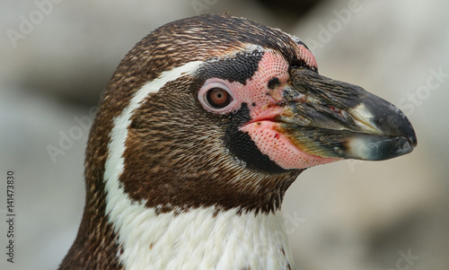 photo portrait of a Humboldt Penguin