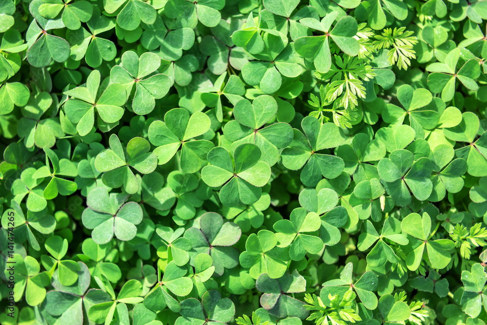 lush clover texture lush clover texture