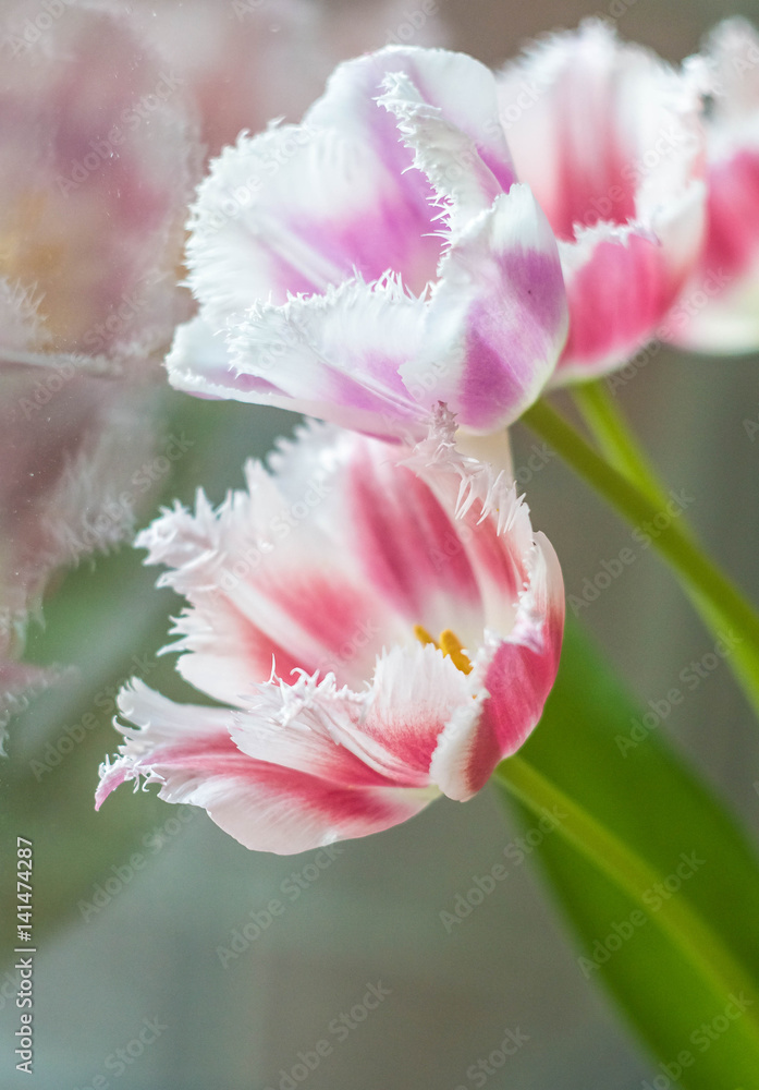 Three white pink tulips