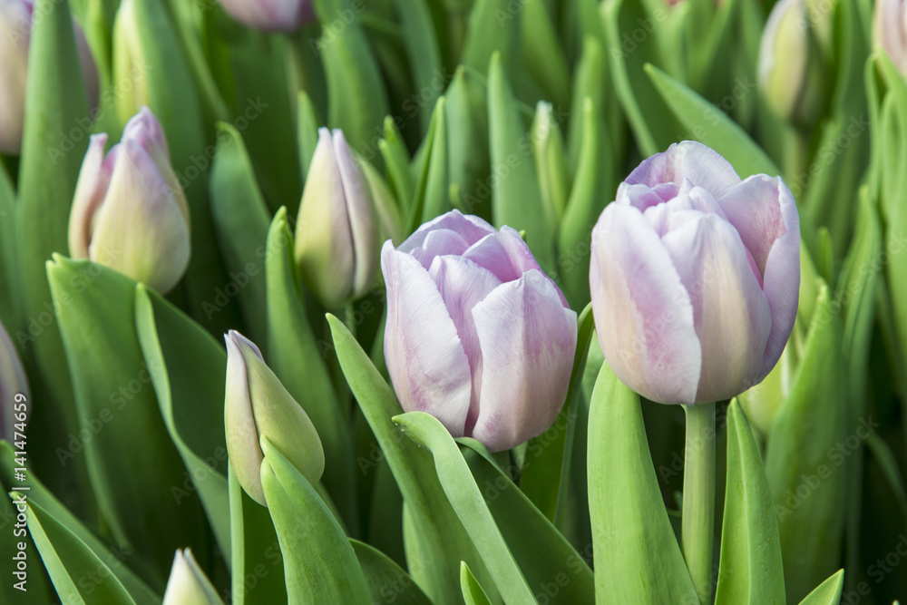 beautiful colorful tulips in the garden. it is possible to use for postcards beautiful colorful tulips in the garden. it is possible to use for postcards