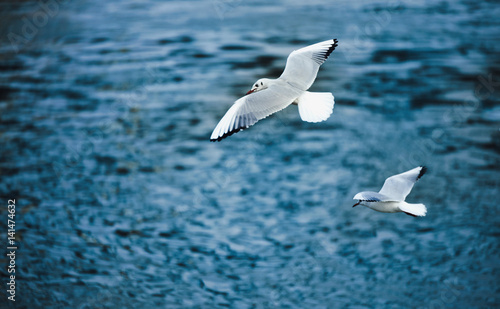 Beautiful seagulls flying