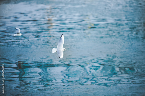 Beautiful seagulls flying