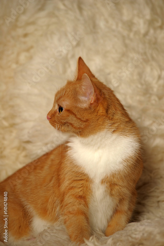 Red-white cat on a beije background photo