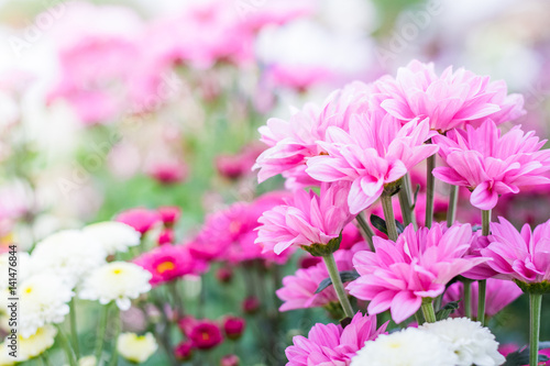 Chrysanthemum Flower