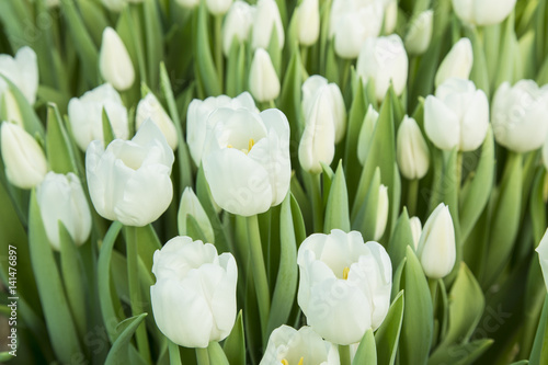 Fototapeta Naklejka Na Ścianę i Meble -  beautiful white tulips in the garden. it is possible to use for postcards