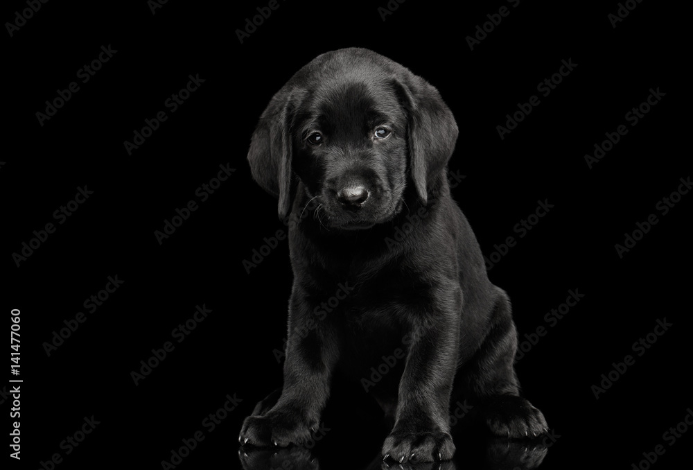 Cute labrador Retriever puppy Sitting and looking sad in camera ...