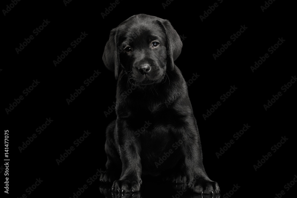 Fototapeta premium Gorgeous labrador Retriever puppy Sitting and looking sad in camera isolated on black background, front view