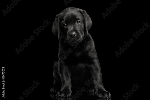 Fototapeta Naklejka Na Ścianę i Meble -  Gorgeous labrador Retriever puppy Sitting and looking sad in camera isolated on black background, front view