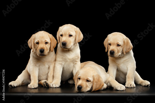 Fotografija Four Golden Labrador Retriever puppies sitting isolated on black background, fro