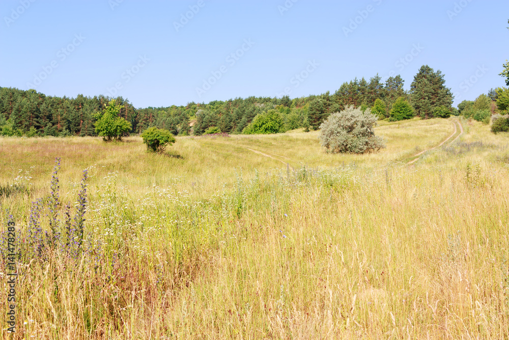 Rural summer landscape