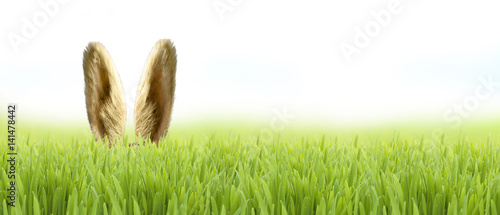 Osterhase im Gras