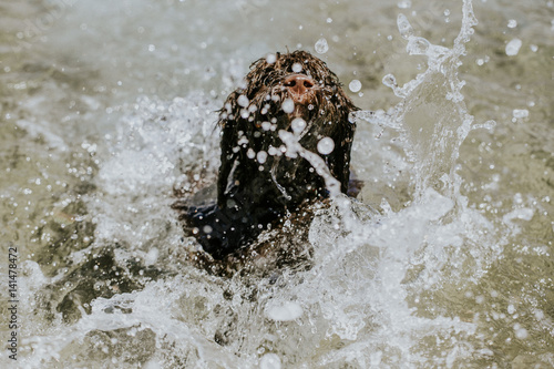 Perro de aguas nadando en el mar
